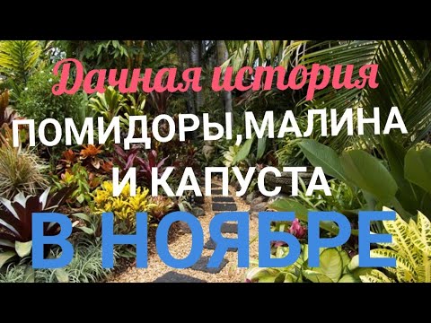 Видео: МАЛИНА, ПОМИДОРЫ 🍅 КАПУСТА 🥬,СОБИРАЕМ  В НОЯБРЕ!!! ДАЧНАЯ ИСТОРИЯ! 