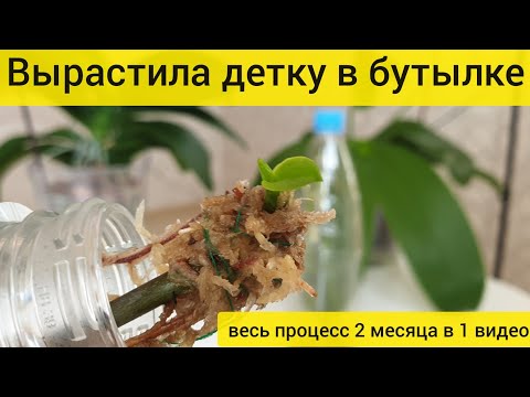 Видео: ВЫРОСЛА ДЕТКА ОРХИДЕИ НА СРЕЗАННОМ ЦВЕТОНОСЕ В БУТЫЛКЕ | Весь эксперимент в одном видео