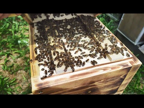 Видео: Японский улей. Расширение.