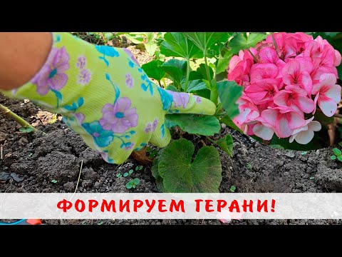 Видео: Как формировать пеларгонию в открытом грунте! Обрезаем герани!