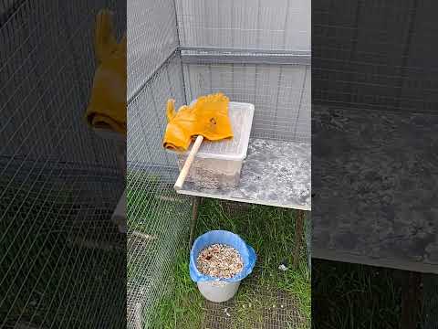 Видео: летние вольеры для Жако