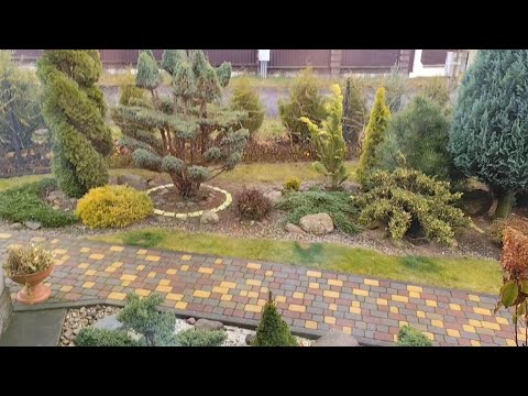 Видео: Начало ноября. Изменения в саду и не только... Радостные новости!