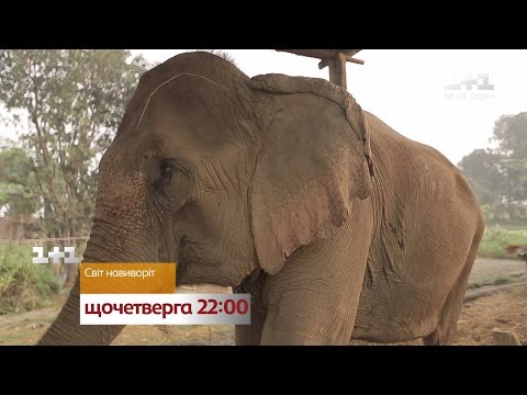 Видео: Анонс: будни самого старого слона на планете