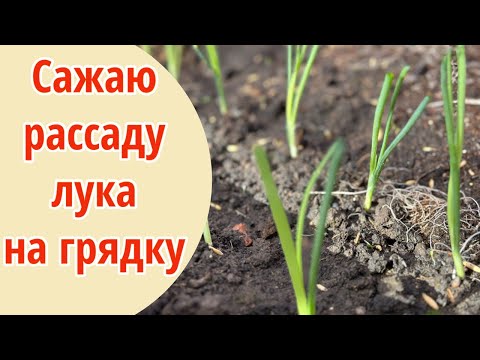 Видео: КАК ПРАВИЛЬНО ВЫСАДИТЬ РАССАДУ ЛУКА НА ГРЯДКУ. Лук Эксибишен через рассаду