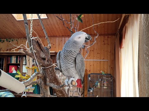 Видео: Линька у попугая. Кеша без хвоста.