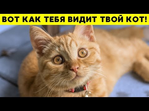 Видео: Твой кот не думает, что ты человек – правда тебя шокирует!