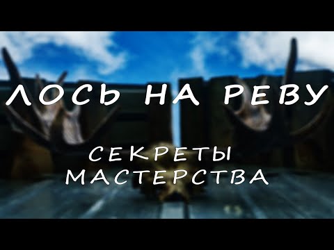 Видео: Охота на лося \ Лось на реву