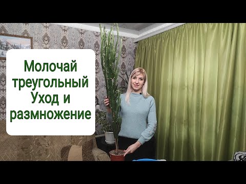 Видео: Молочай треугольный. Уход и размножение. Неприхотливый сад