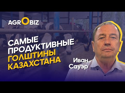 Видео: Рацион, содержание и секреты высоких надоев голштинов — Агрофирма Родина