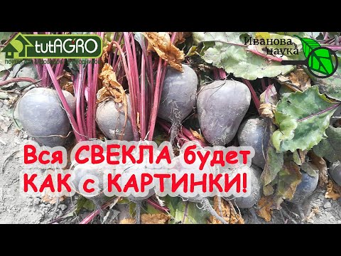 Видео: ЧТОБЫ СВЁКЛА НЕ РОСЛА КОНСКОЙ! Ровные, гладкие и вкусные КОРНЕПЛОДЫ - это ОЧЕНЬ ПРОСТО!
