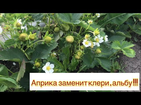 Видео: Клубника без бугров в балагане 🍓