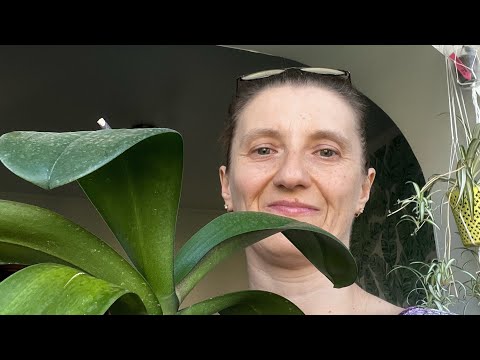 Видео: ПЕРЕСАДКА ОРХИДЕИ БИГ ЛИП 🌸🌺🌸 Детка ЛИОДОРО