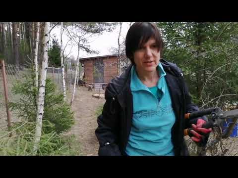 Видео: Ёлки-шарики. Стрижем вместе с нуля.