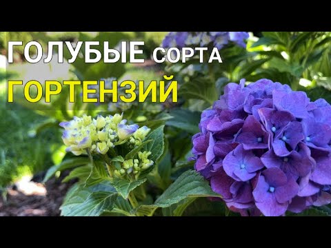 Видео: ГОЛУБЫЕ ГОРТЕНЗИИ: сорта и изменение цвета | Голубые сорта гортензий | Как изменить цвет гортензии