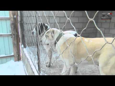 Видео: Танайд хоноё -Уугуул чанар