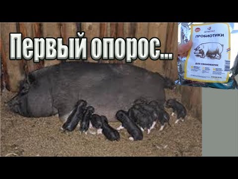 Видео: Первый опорос у свиньи / Пробиотики / Зауральское подворье