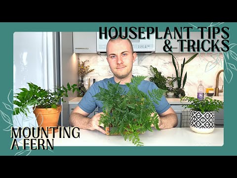 Видео: Как сделать настенный папоротник | Советы и рекомендации по комнатным растениям, выпуск 5