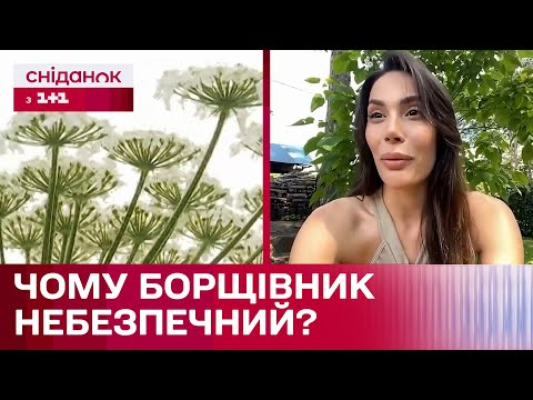Видео: Нарвала отруйного борщівника, та вже на наступний день пошкодувала про це! Чим небезпечна рослина?