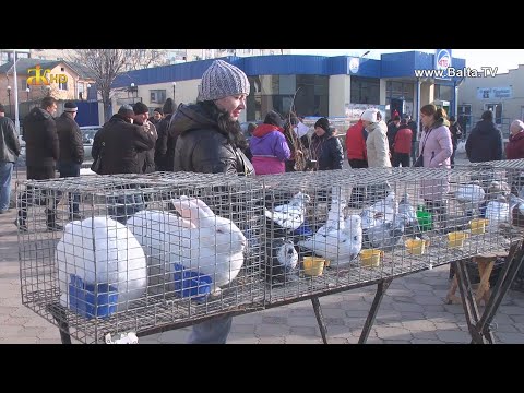 Видео: Балта. Виставка-ярмарок декоративних тварин