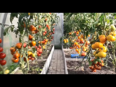 Видео: УРОЖАЙНЫЕ СОРТА ТОМАТОВ 2022 г. ЧАСТЬ 2