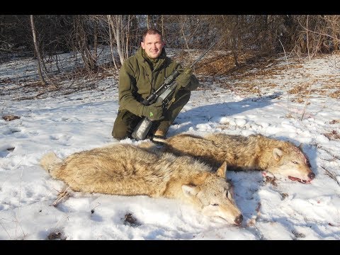 Видео: Охота на волка. Волчьей тропой.