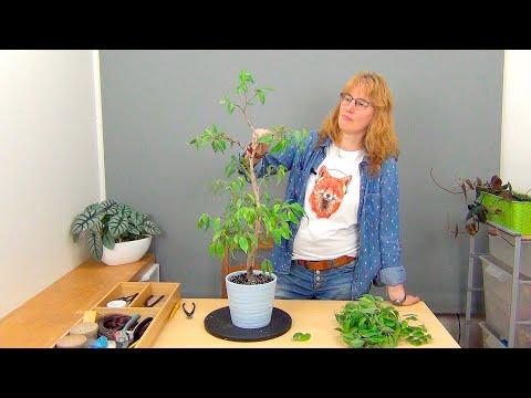 Видео: Фикус Бенджамина на штамбе (ч.9).