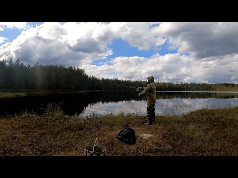 Видео: Пошёл в лес нашёл грибы, ягоды открыл рыбалку на озере. Сбор грибов и рыбалка в Карелии 2023