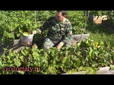 Видео: Урожайная и сладкая свекла, что нужно сделать в середине роста