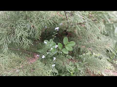 Видео: lesson 8 Forest beaty green🌲сосны500 оттенков, зеленого ,лес ,урок 8 лесная сказка симметрии Красоты