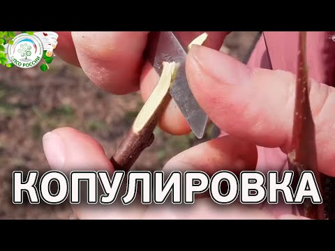 Видео: Копулировка. Улучшенная копулировка. Прививка деревьев весной. Часть 3.