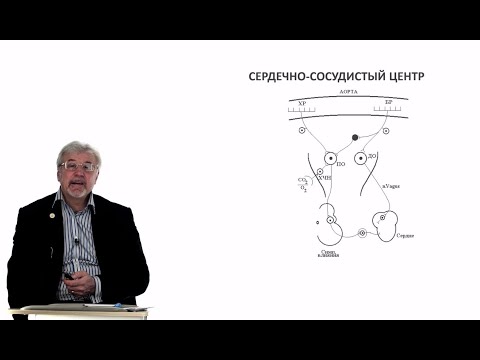 Видео: Евсеев А.В. Нормальная физиология. Лекция №20. Регуляция гемодинамики. 2024