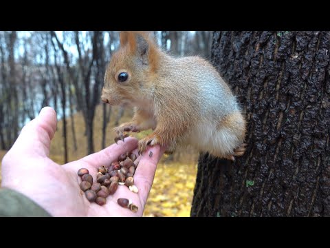 Видео: Покормил незнакомую белку / I fed an unknown squirrel