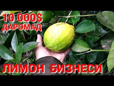 Видео: УЗБда ПАРНИК ЛИМОН БИЗНЕС 10 000$ Даромад