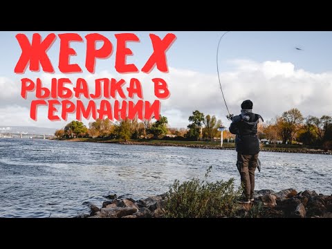Видео: Ловля жереха на Рейне в Германии: секреты, снасти и техника