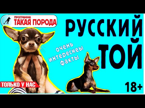 Видео: Такая порода. Русский той