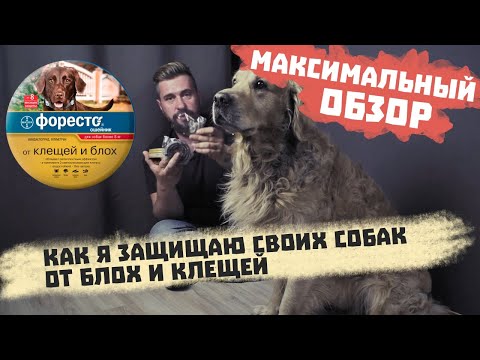 Видео: Защита собак от блох и клещей | Ошейник Форесто для собак |  Ошейник от блох и клещей