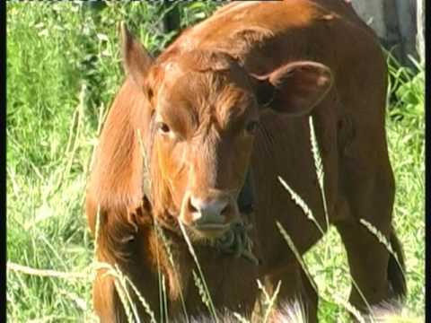 Видео: Фильм про г. Называевск