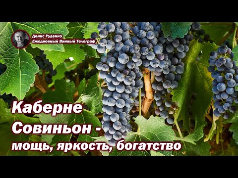Видео: Каберне Совиньон - мощь, яркость, богатство