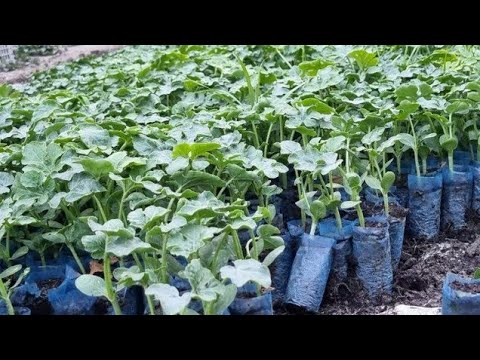 Видео: Тарвуз кўчат тайёрлаб берамиз. #bobodexqonlar