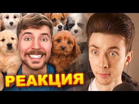 Видео: ХЕСУС СМОТРИТ МИСТЕРА БИСТА: Я НАШЕЛ ДОМ 100 СОБАКАМ! | MRBEAST | REACTION/РЕАКЦИЯ