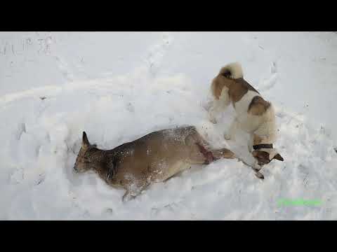 Видео: Охота в Сибири на косулю сибирскую. Колбаса домашняя из мяса дикой косули, всё просто и  вкусно.