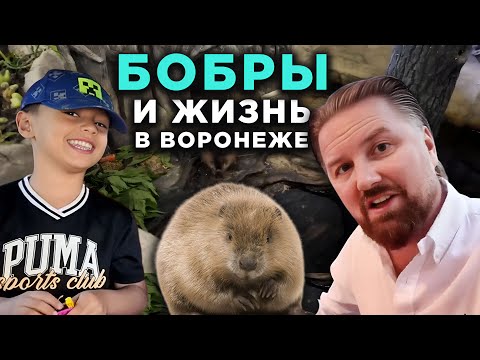 Видео: Бобры и жизнь в Воронеже