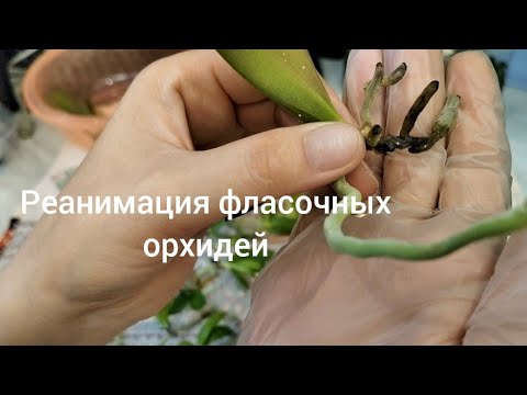 Видео: РЕАНИМАЦИЯ фласочных орхидей. Такое впервые. Лечение,посадка,уход за больными детками орхидей.