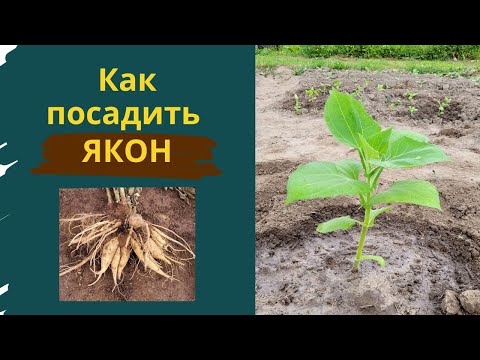 Видео: Как посадить якон