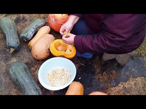 Видео: КУПИЛИ СОЛОМУ // ВЫБИРАЮ СЕМЕЧКИ ИЗ ТЫКВЫ НА СЕМЕНА // ЖИЗНЬ В МАЛЕНЬКОМ ГОРОДКЕ. БЕЛАРУСЬ