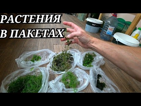 Видео: Новые растения на разводне и другая работа