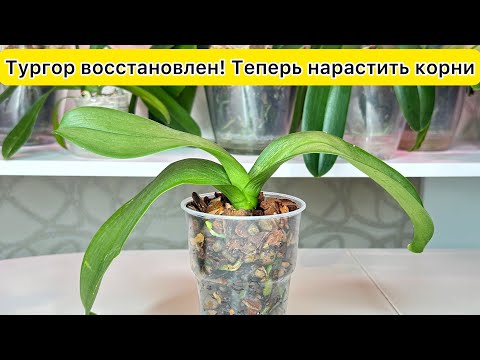 Видео: НАРАСТИТЬ здоровые корни орхидеи ТУРГОР листьев орхидеи восстановили