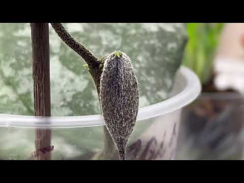 Видео: ОБЗОР ХОЙ 🥳  РАДУЮСЬ НОВЫМ РОСТИКАМ 🥰👍