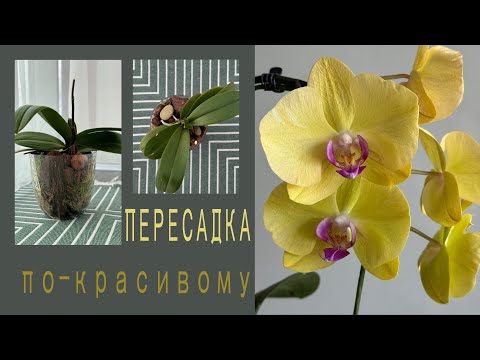 Видео: В новые красивые кашпо! Зеленая слизь 🤪 на корнях, что делаю.