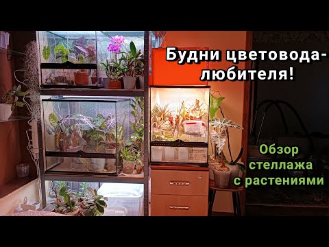 Видео: Обзор растений: Алоказии, калатеи, орхидеи, непентесы и т. д. Я вернулась домой. Долгий переезд(